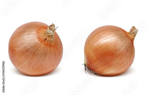 Wallpaper Mural リアルな玉ねぎのイラスト Torontodigital.ca