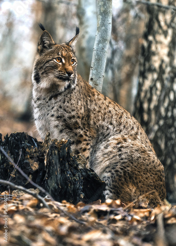 Ryś euroazjatycki lynx lynx