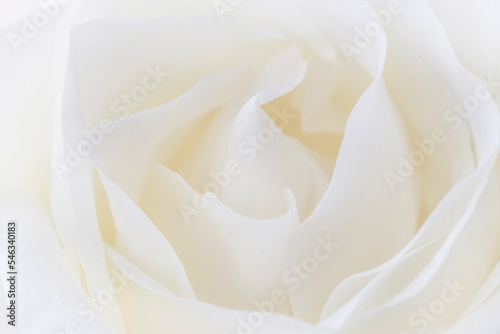 Fototapeta Naklejka Na Ścianę i Meble -  close up of beautiful white rose