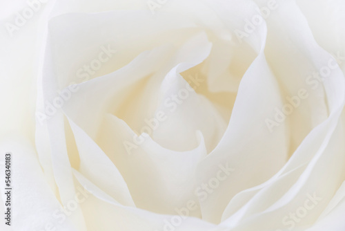 close up of beautiful white rose