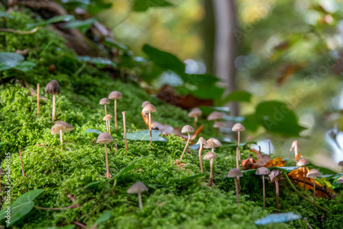 pretty small petticoat mottlegill mushrooms growing up through bright green moss with a blurred background photo