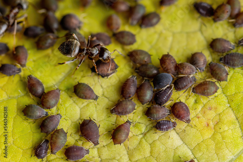 Ant and Black Bean Aphid Colony Close-up. Ant and Blackfly or Aphis Fabae Garden Parasite Insect Pest Macro photo