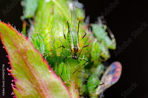 Aphid Colony on Rose Flower Bud. Greenfly or Green Aphid Garden Parasite Insect Pest Macro photo