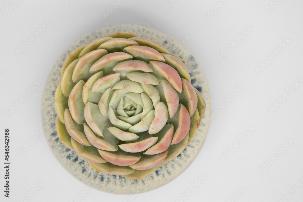 Fototapeta premium Succulent (Echeveria, crassula, aeonium, cotyledon, lithops, kalanchoe, caudex, etc)