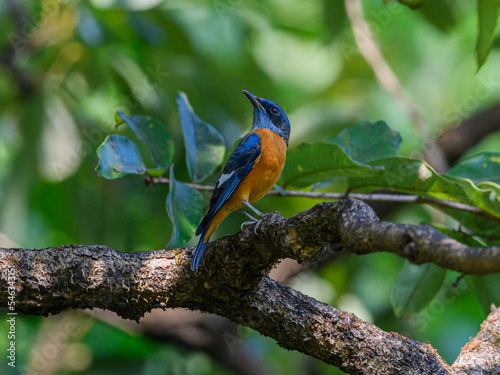 Blue capped rock thrush just migrated to western ghats and having minimal coloration. photo