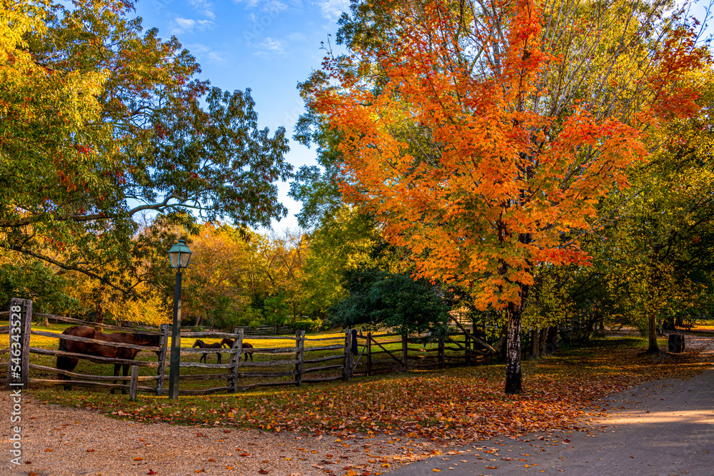 autumn trees in the park