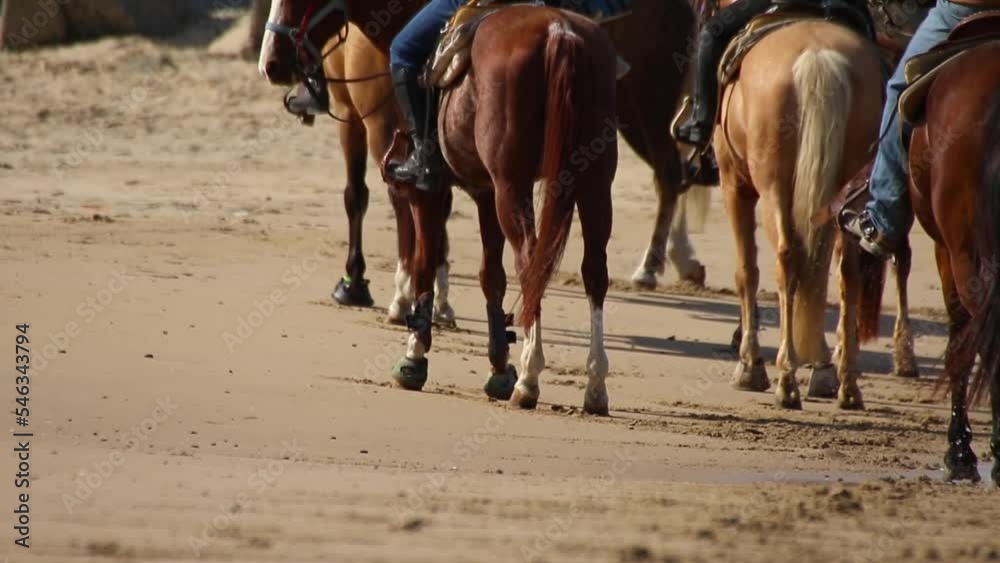horses on the beach