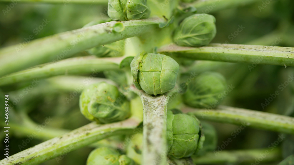 Whitefly Aleyrodes proletella pest brussels sprout Brassica oleracea