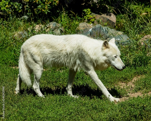 arctic wolf in captivity