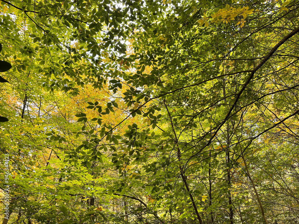 Beautiful, lush forest scenery at Dingmans Falls in Pennsylvania, USA. Photo taken on October 16th, 2022, during the Fall season. Beautiful, lush forest scenery at Dingmans Falls in Pennsylvania, USA. Photo taken on October 16th, 2022, during the Fall season.