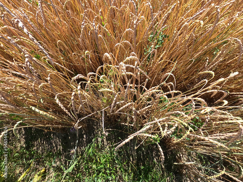 Grains in the field before harvest