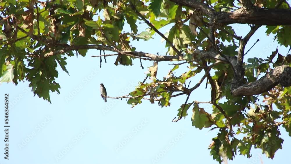 bird on a branch bird on a branch