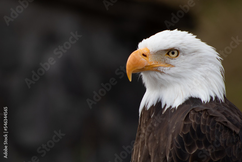 Majestic bald eagle or American eagle in El Cóndor park.