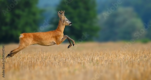 Fotografie, Obraz Scenic shot of a jumping brown Roe deer in the field against the trees