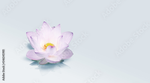 Lotus flower floating on lighr color background, Beautiful white waterlily flower on soft light photo