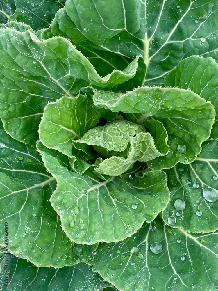 cabbage leaves close-up. green leaves with dew drops - macro. green background for banner. cabbage leaves close-up. green leaves with dew drops - macro. green background for banner.