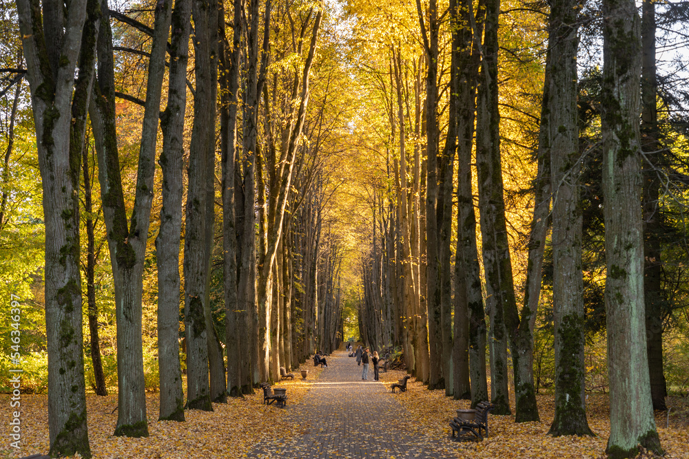 Obraz premium The alley in the public park of Minsk in autumn