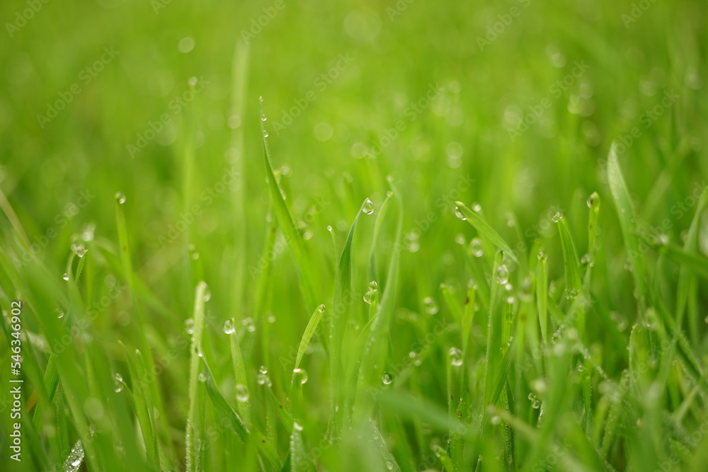 Wet green grass in rain drops. Natural floral background Wet green grass in rain drops. Natural floral background