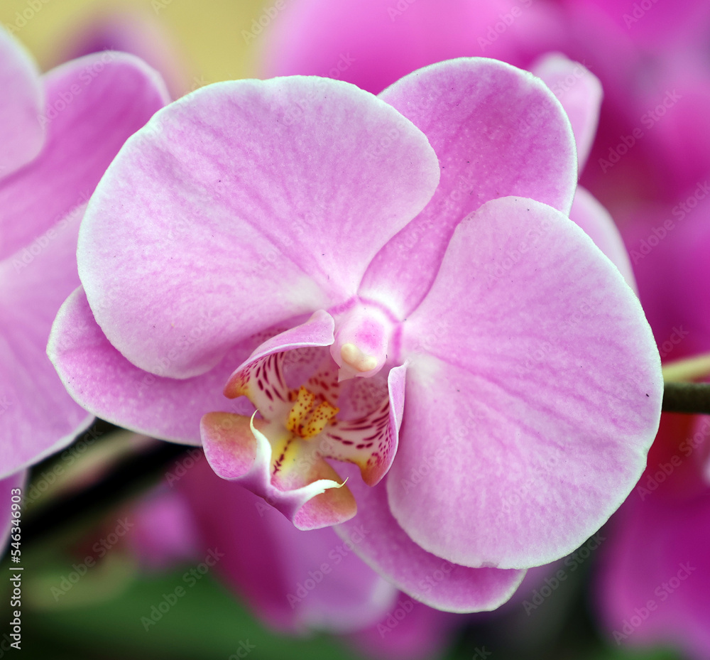 The Orchidaceae are a diverse and widespread family of flowering plants, with blooms that are often colourful and fragrant, commonly known as the orchid family. The Orchidaceae are a diverse and widespread family of flowering plants, with blooms that are often colourful and fragrant, commonly known as the orchid family.