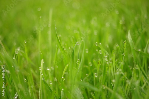 Wet green grass in rain drops. Natural floral background