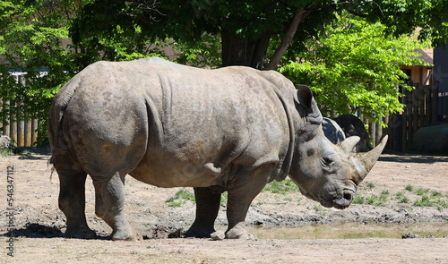 White rhinoceros or square-lipped rhinoceros is the largest extant species of rhinoceros.  It has a wide mouth used for grazing and is the most social of all rhino species