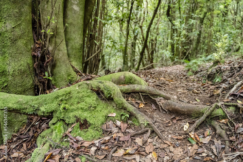 moss on roots in lush forest at Chao des Lauros, Madeira