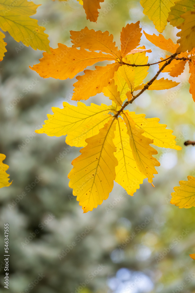 Oak branches with yellow leaves in autumn park Oak branches with yellow leaves in autumn park