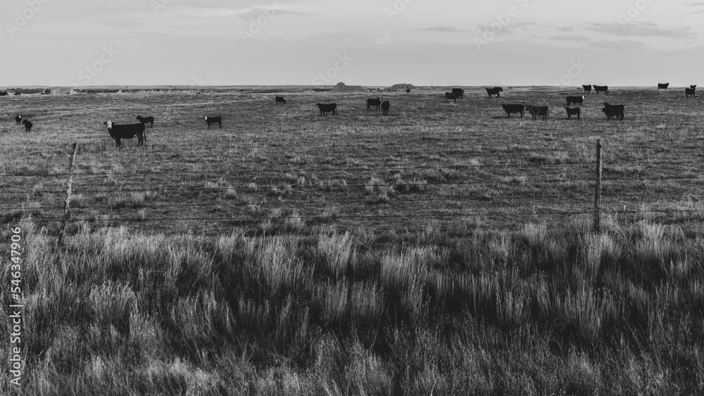 black and white cattle at sunset