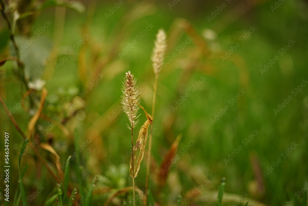 Fototapeta premium Dry grass in green field. Natural floral background