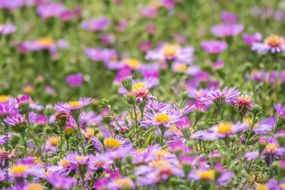 Aster Amellus, Purple Daisy. Daisies - Spring Time Wild Flowers Aster Amellus, Purple Daisy. Daisies - Spring Time Wild Flowers
