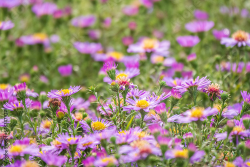 Aster Amellus, Purple Daisy. Daisies - Spring Time Wild Flowers