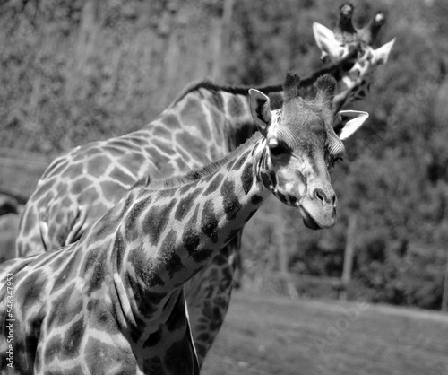 Fototapeta Naklejka Na Ścianę i Meble -  The giraffe (Giraffa camelopardalis) is an African even-toed ungulate mammal, the tallest of all extant land-living animal species, and the largest ruminant.