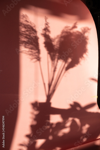 Cień rośliny na różowym tle © Aleksandra