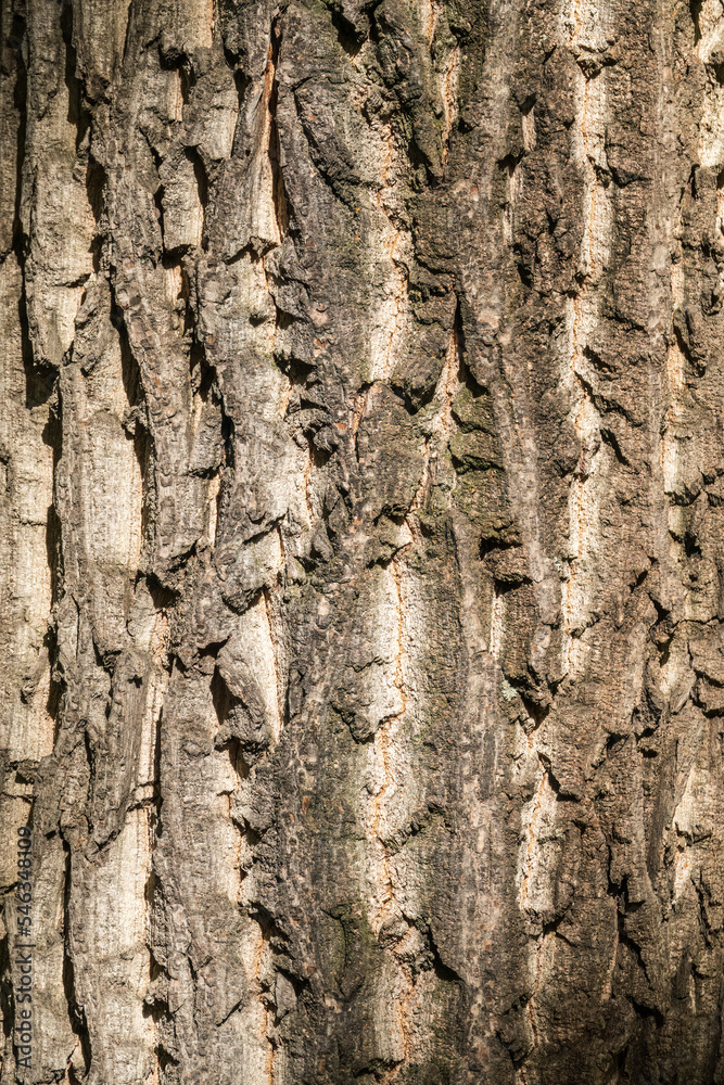 The texture of the bark of an old willow The texture of the bark of an old willow