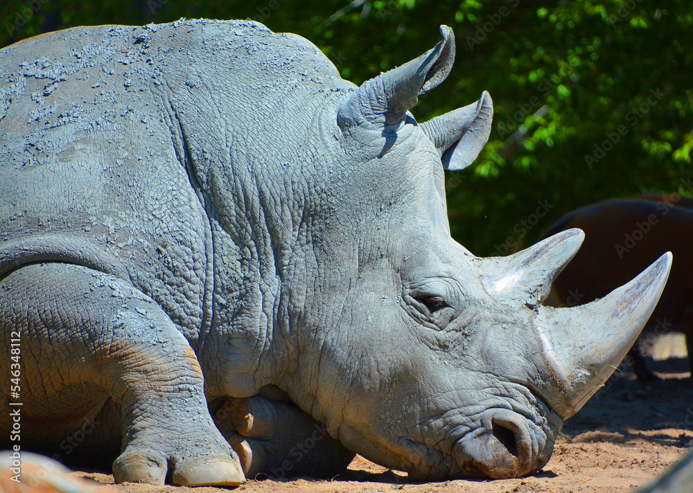The white rhinoceros or square-lipped rhinoceros is the largest extant species of rhinoceros. It has a wide mouth used for grazing and is the most social of all rhino species The white rhinoceros or square-lipped rhinoceros is the largest extant species of rhinoceros. It has a wide mouth used for grazing and is the most social of all rhino species