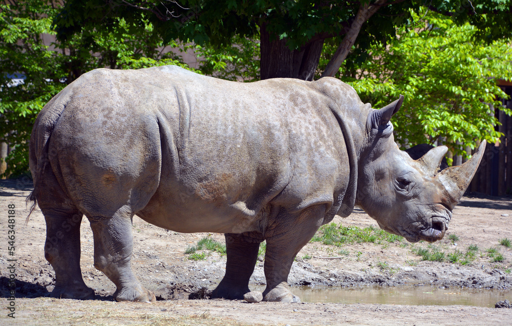 Fototapeta premium The white rhinoceros or square-lipped rhinoceros is the largest extant species of rhinoceros. It has a wide mouth used for grazing and is the most social of all rhino species