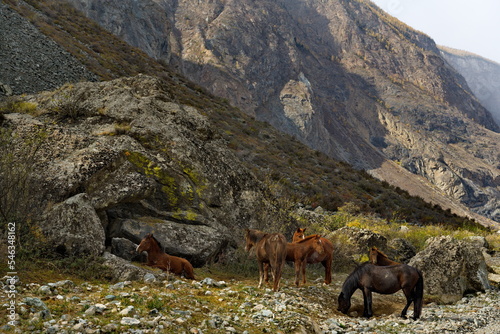 Russia. The South of Western Siberia, the Altai Mountains. Horses of the Altai breed graze in the shade of huge rock fragments before a snowstorm in the valley of the Chulyshman River.