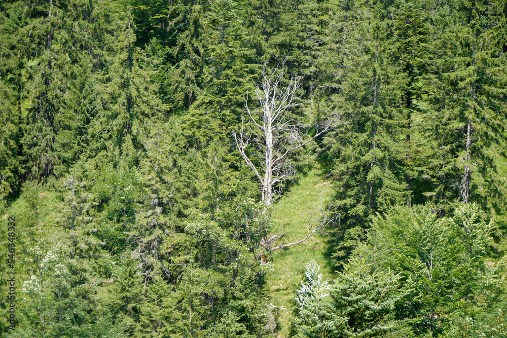 Forest dieback caused by the climate crisis is hitting the forests in Germany and Bavaria very hard Forest dieback caused by the climate crisis is hitting the forests in Germany and Bavaria very hard