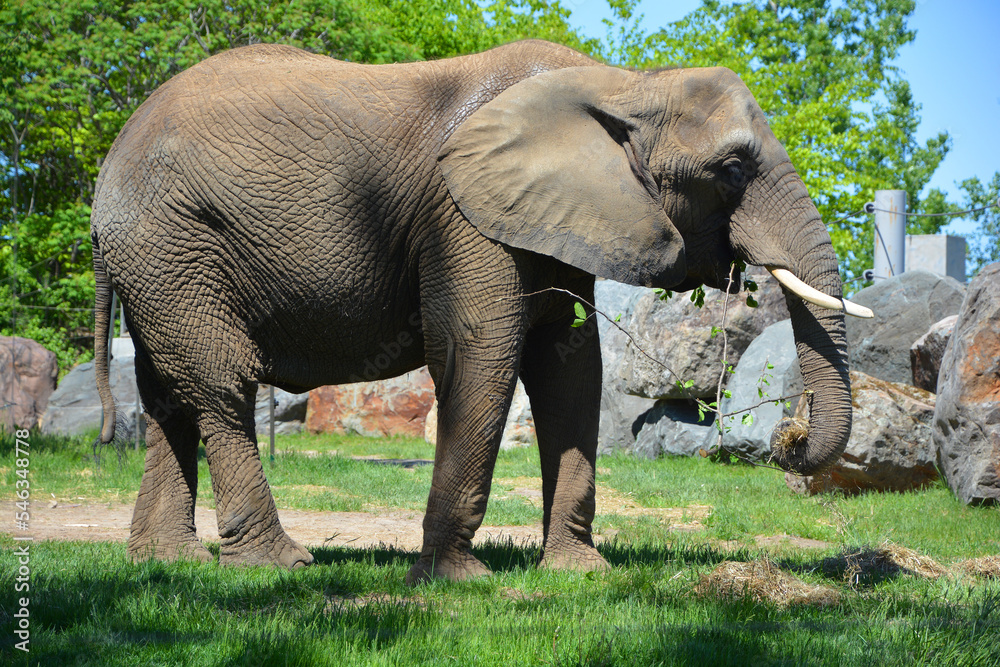 African elephants are elephants of the genus Loxodonta. The genus consists of two extant species: the African bush elephant, L. africana, and the smaller African forest elephant,