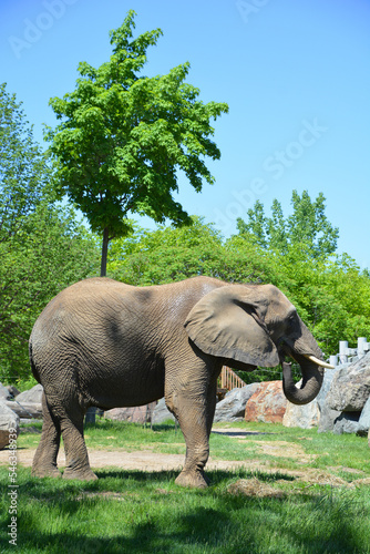 African elephants are elephants of the genus Loxodonta. The genus consists of two extant species  the African bush elephant  L. africana  and the smaller African forest elephant 