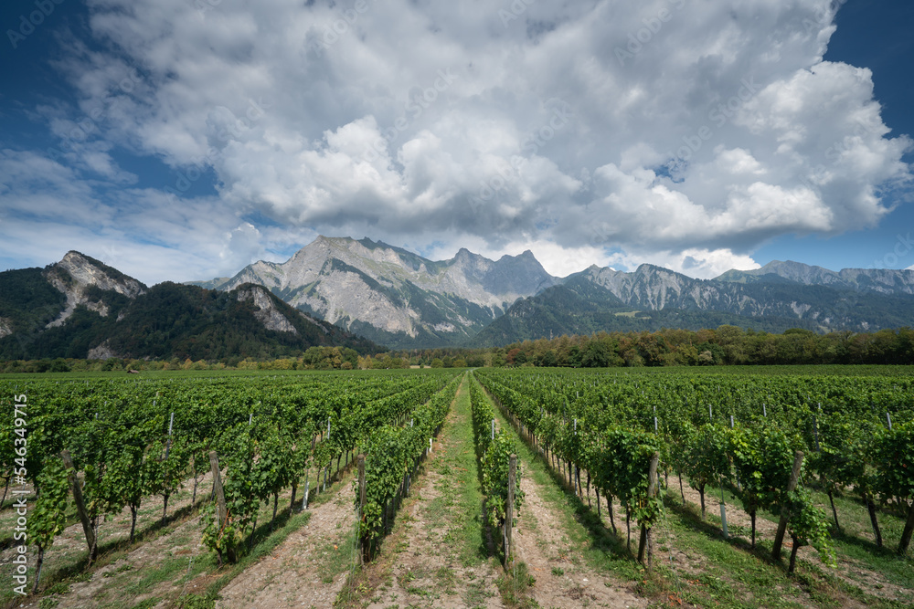 A vineyard in an alpine setting in the commune of Fläsch in the Grisons, switzerland