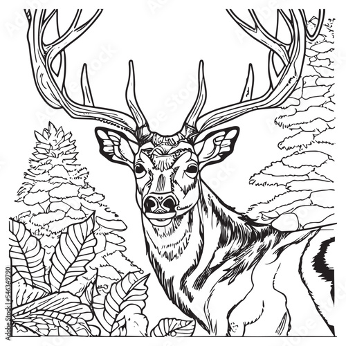Deer outline animal for coloring book. Vector illustration of mammal in nature. Beautiful black and white. Wild isolated coloring book landscape. Sketch for coloring for children or kids. Graphic art.