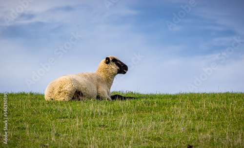 Canvas-taulu Male sheep with black face lying on grass hilltop near Norden