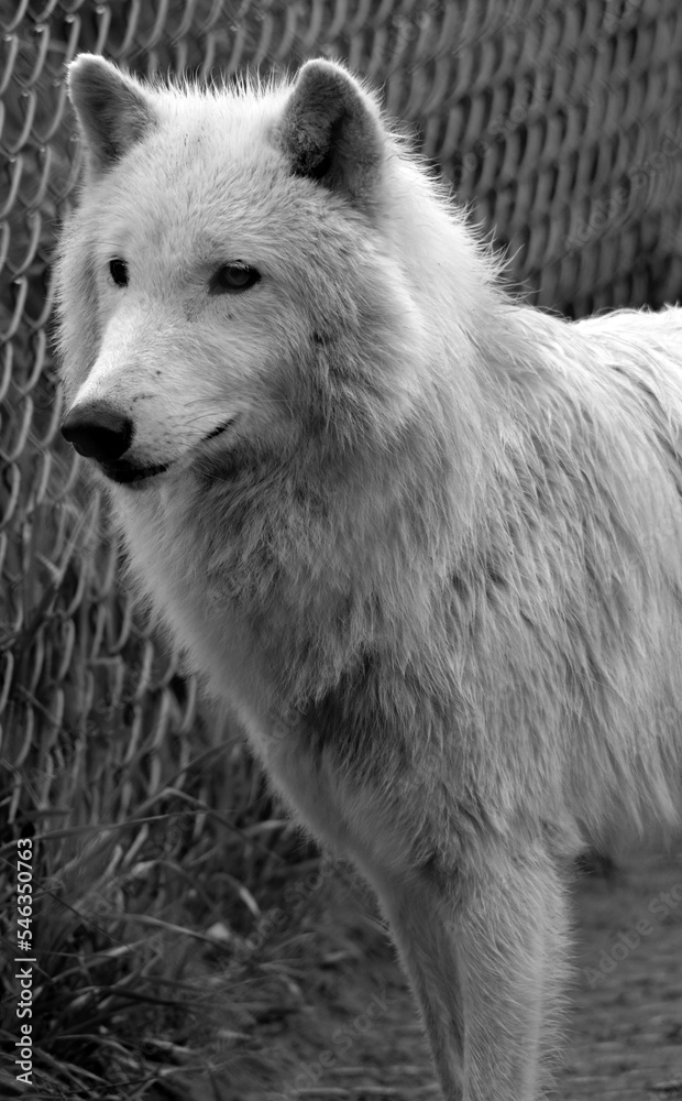 Arctic Wolf or Polar White Wolf, is a subspecies of the Gray Wolf, a