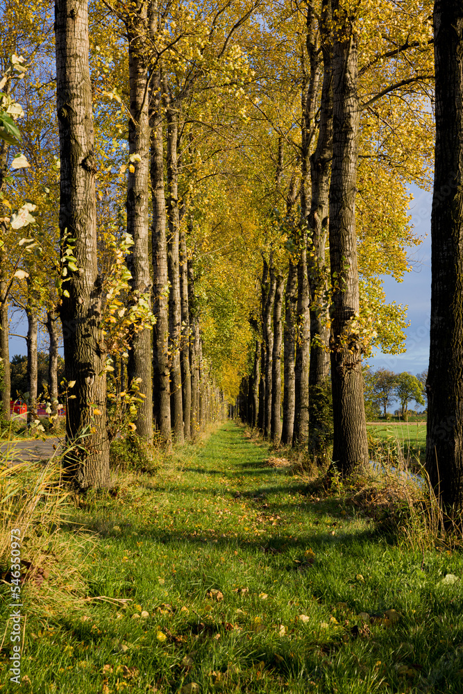 Tree lined pathwiay of yellow colored fall leaves in Holland Tree lined pathwiay of yellow colored fall leaves in Holland