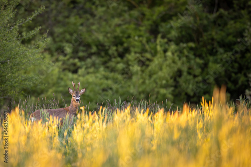 Roebuck - buck  Capreolus capreolus  Roe deer - goat