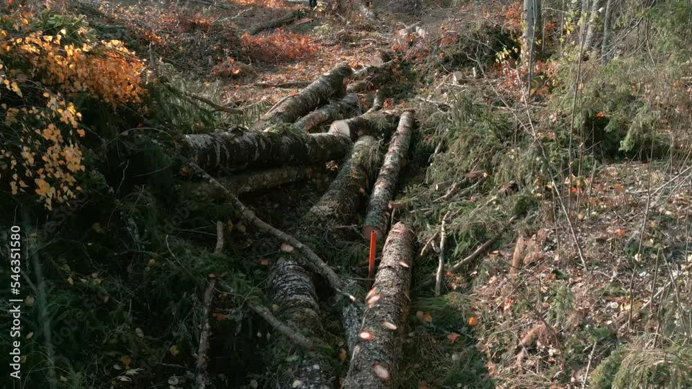 Lots of cut logs on the ground from the spruce tree after deforestation in Estonia Lots of cut logs on the ground from the spruce tree after deforestation in Estonia