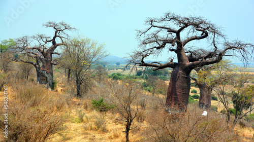 Baobab or  boab, boaboa, bottle tree, upside-down tree, and monkey bread tree Tarangire National Park is the sixth largest national park in Tanzania after Ruaha, Serengeti, Mikumi, Katavi and Mkomazi photo