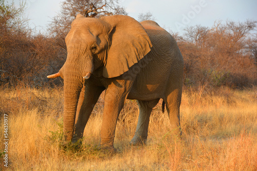 Elephant along river  at the Zambezi National Park is a national park located upstream from Victoria Falls on the Zambezi River in Zimbabwe.  photo