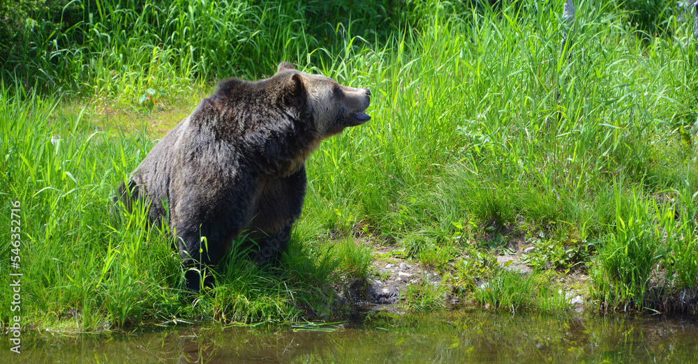The grizzly bear also known as the silvertip bear, the grizzly, or the North American brown bear, is a subspecies of brown bear that generally lives in the uplands of western North America. The grizzly bear also known as the silvertip bear, the grizzly, or the North American brown bear, is a subspecies of brown bear that generally lives in the uplands of western North America.